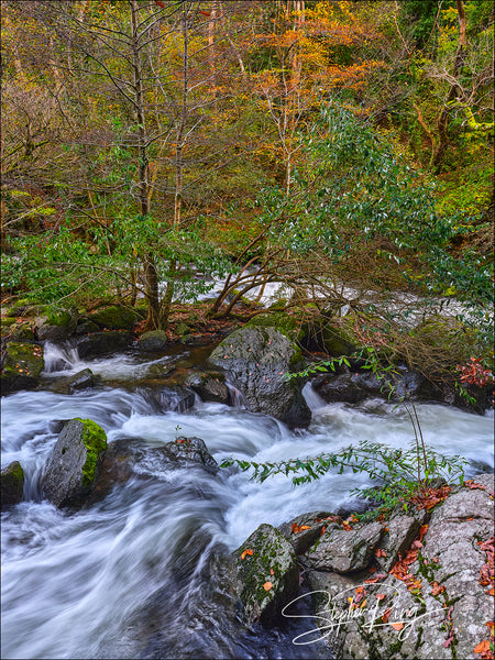 08194- Watersmeet