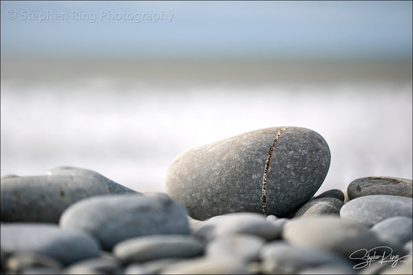 08801 - Westward Ho!
