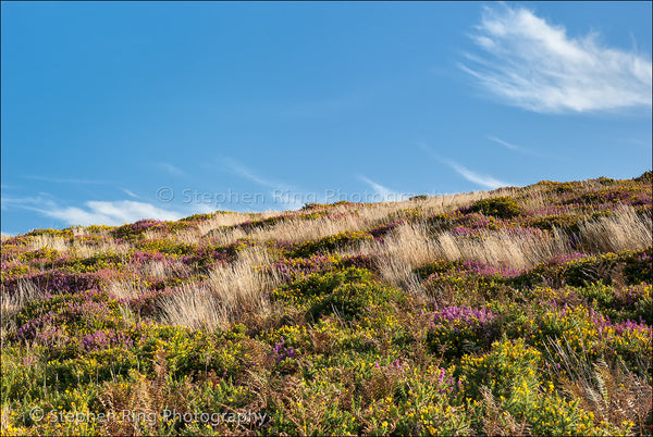 02453 - Exmoor