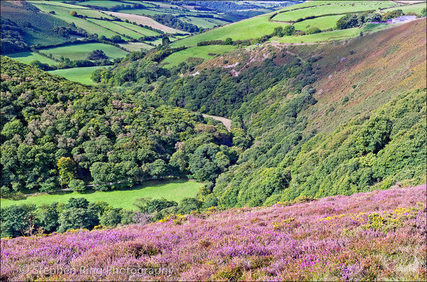 02456- Exmoor