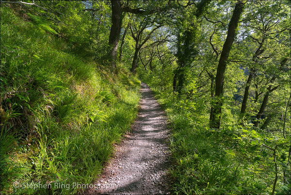 03555 - Watersmeet
