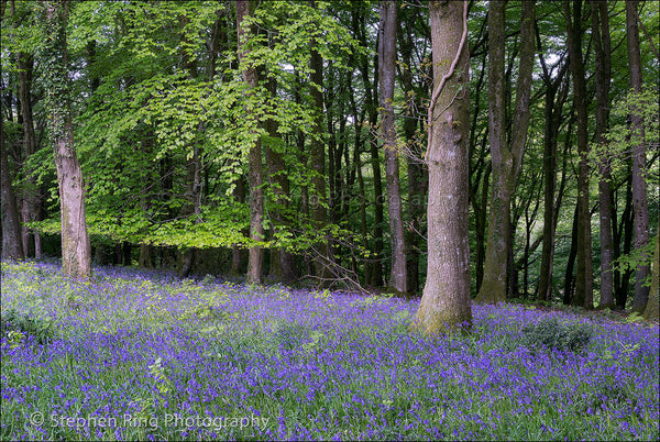 03702-Landscapes