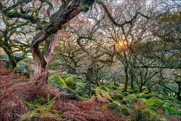 03948 - Dartmoor