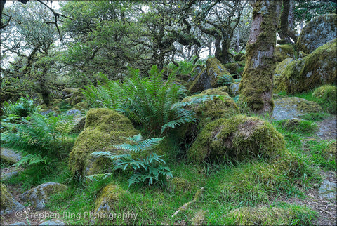03966 - Dartmoor