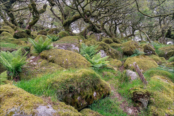 03968 - Dartmoor