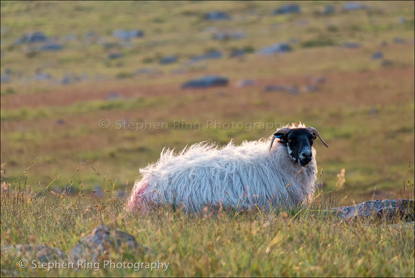 04009 - Dartmoor