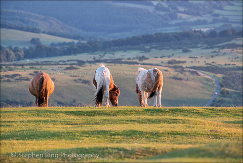 04017 - Dartmoor