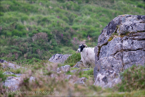 04019 - Dartmoor