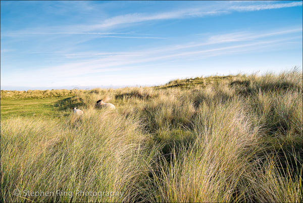 04440 - Northam Burrows