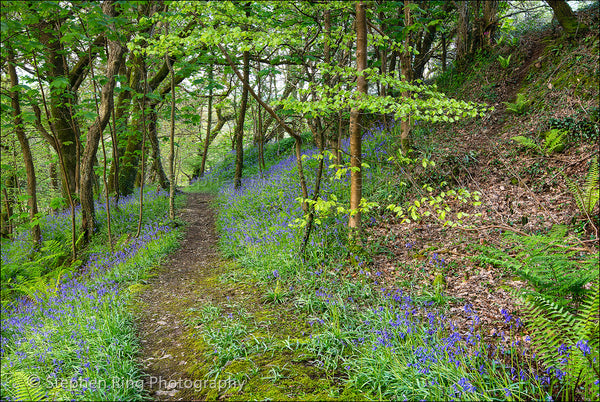 05562- North Devon Canvas Prints