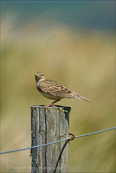 05767 - Northam Burrows