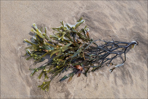 06452 - Northam Burrows