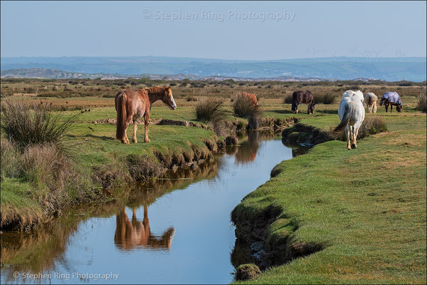 07306- Northam Burrows