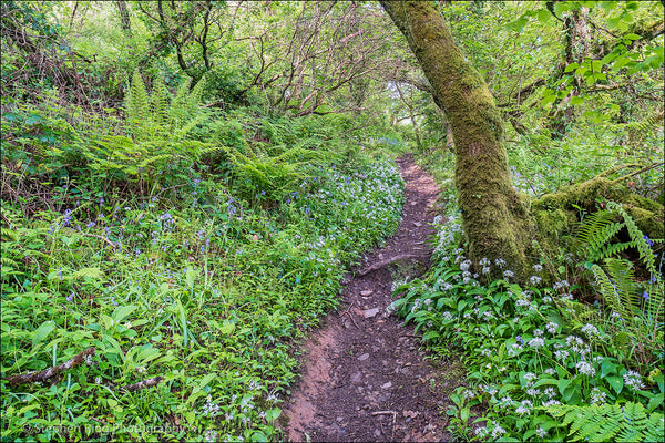 07343- Peppercombe