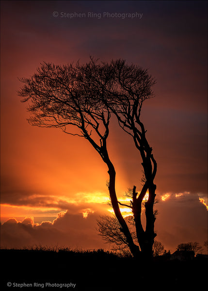 07349 - North Devon Canvas Prints