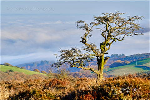 08199- Exmoor