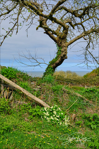 08322 - Peppercombe